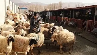 خطرناک‌ترین بیماری‌های مشترک انسان و حیوان