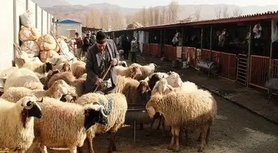 خطرناک‌ترین بیماری‌های مشترک انسان و حیوان