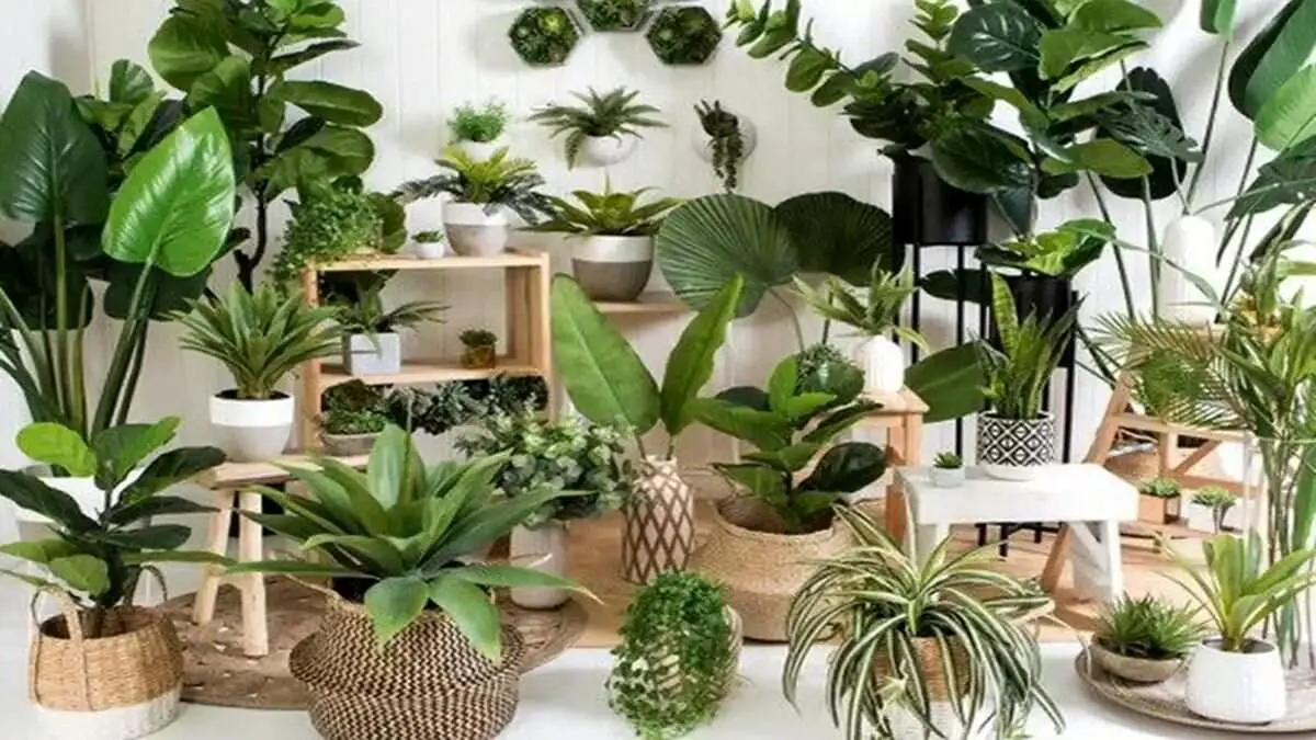 کدام گیاهان برای آپارتمان مقاوم هستند؟