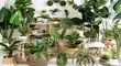 کدام گیاهان برای آپارتمان مقاوم هستند؟