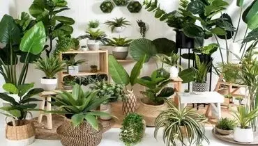 کدام گیاهان برای آپارتمان مقاوم هستند؟