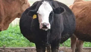 گاوزبان سینه‌سیاه؛ شکارچی باهوش تخم‌های Emu! + ویدئو