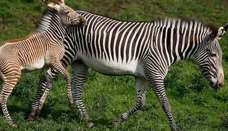 اقدام جسورانه گورخر مادر برای نجات فرزندش از حمله شیر+ فیلم

