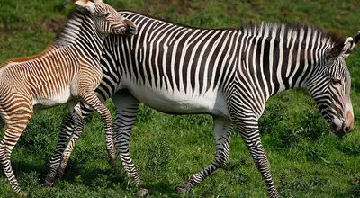 اقدام جسورانه گورخر مادر برای نجات فرزندش از حمله شیر+ فیلم

