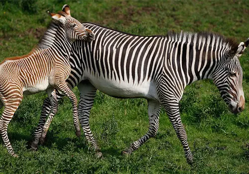 اقدام جسورانه گورخر مادر برای نجات فرزندش از حمله شیر+ فیلم

