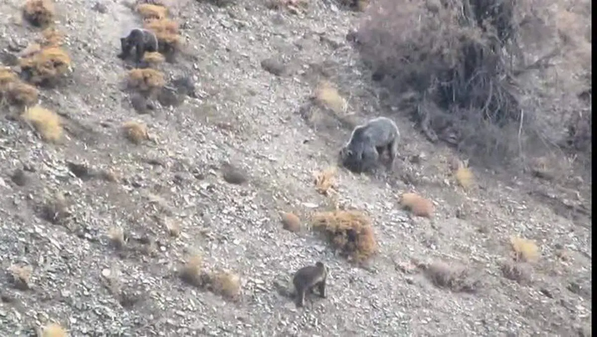 مشاهده خانواده خرس قهوه‌ای در دنا