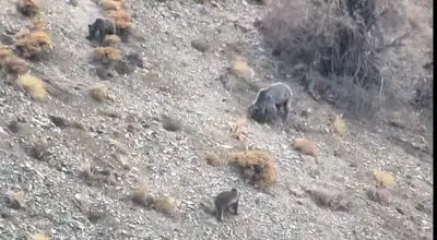 مشاهده خانواده خرس قهوه‌ای در دنا