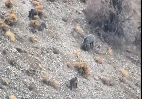 مشاهده خانواده خرس قهوه‌ای در دنا