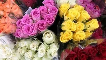 اولین گل‌های رز دنیا چه رنگی بودند؟