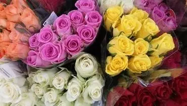 اولین گل‌های رز دنیا چه رنگی بودند؟