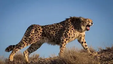 هلیا و توله‌هایش مجددا مشاهده شدند + فیلم
