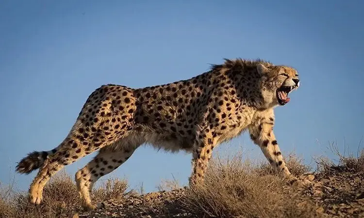 هلیا و توله‌هایش مجددا مشاهده شدند + فیلم