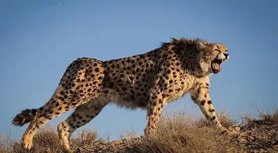 هلیا و توله‌هایش مجددا مشاهده شدند + فیلم