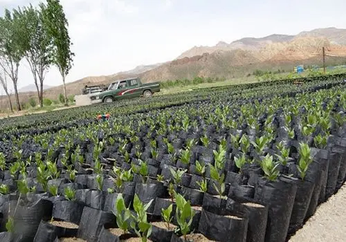 نکته عجیب در اعلامیه ترحیم بلاگر طنز معروف