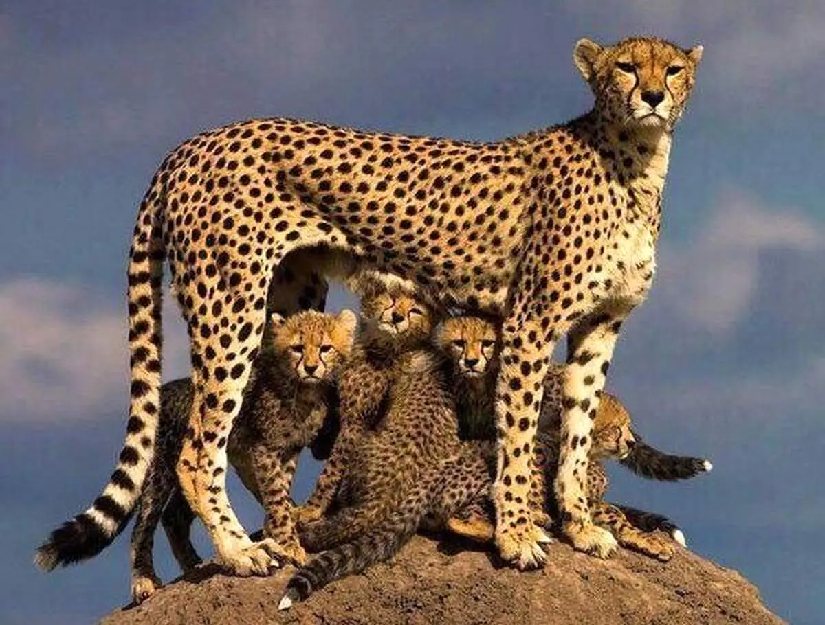 35 شاهکار عکاسی حیات وحش سال؛ از «پنگوئن معلق» تا «نوشیدن اشک تمساح» + عکس
