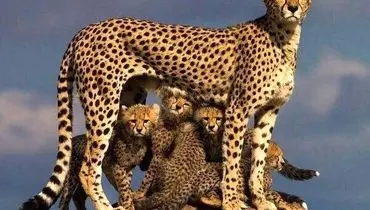 35 شاهکار عکاسی حیات وحش سال؛ از «پنگوئن معلق» تا «نوشیدن اشک تمساح» + عکس
