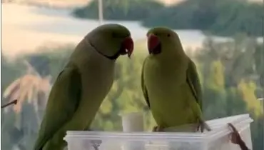 اتفاقی جذاب در کیش ؛تعداد زیادی طوطی سبز پس از باران/ویدیو 