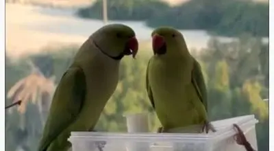 اتفاقی جذاب در کیش ؛تعداد زیادی طوطی سبز پس از باران/ویدیو 