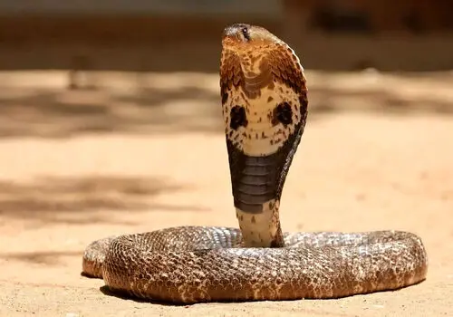 مشاهده مار کبرا در سرخس + فیلم