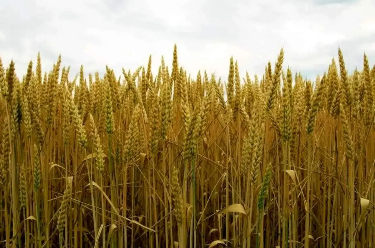 قیمت تضمینی گندم سال ۱۴۰۵اعلام شد