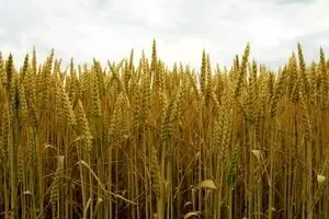 قیمت تضمینی گندم سال ۱۴۰۵اعلام شد