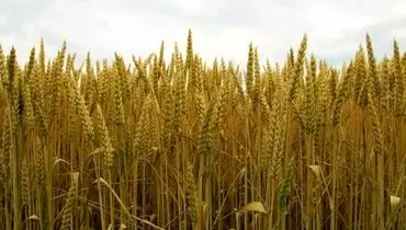 قیمت تضمینی گندم سال ۱۴۰۵اعلام شد