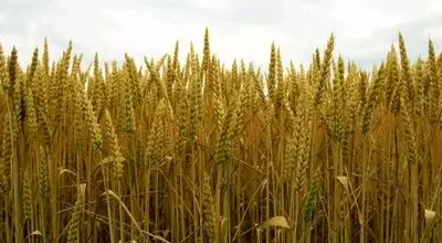 قیمت تضمینی گندم سال ۱۴۰۵اعلام شد