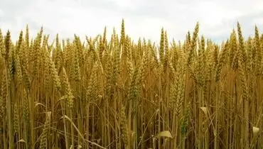 قیمت تضمینی گندم سال ۱۴۰۵اعلام شد