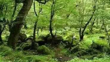ناحیه خزری: نگین سرسبز و مرطوب شمال ایران
