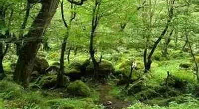 ناحیه خزری: نگین سرسبز و مرطوب شمال ایران
