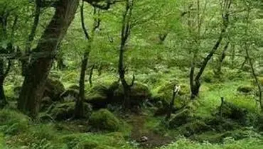 ناحیه خزری: نگین سرسبز و مرطوب شمال ایران
