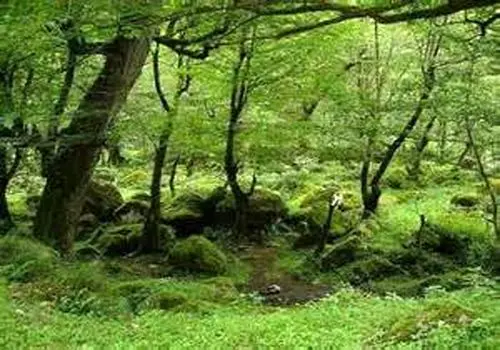 بندر ترکمن؛ محور طلایی کریدور شمال–جنوب و گره‌گاه منافع اقتصادی ایران و آسیای میانه

