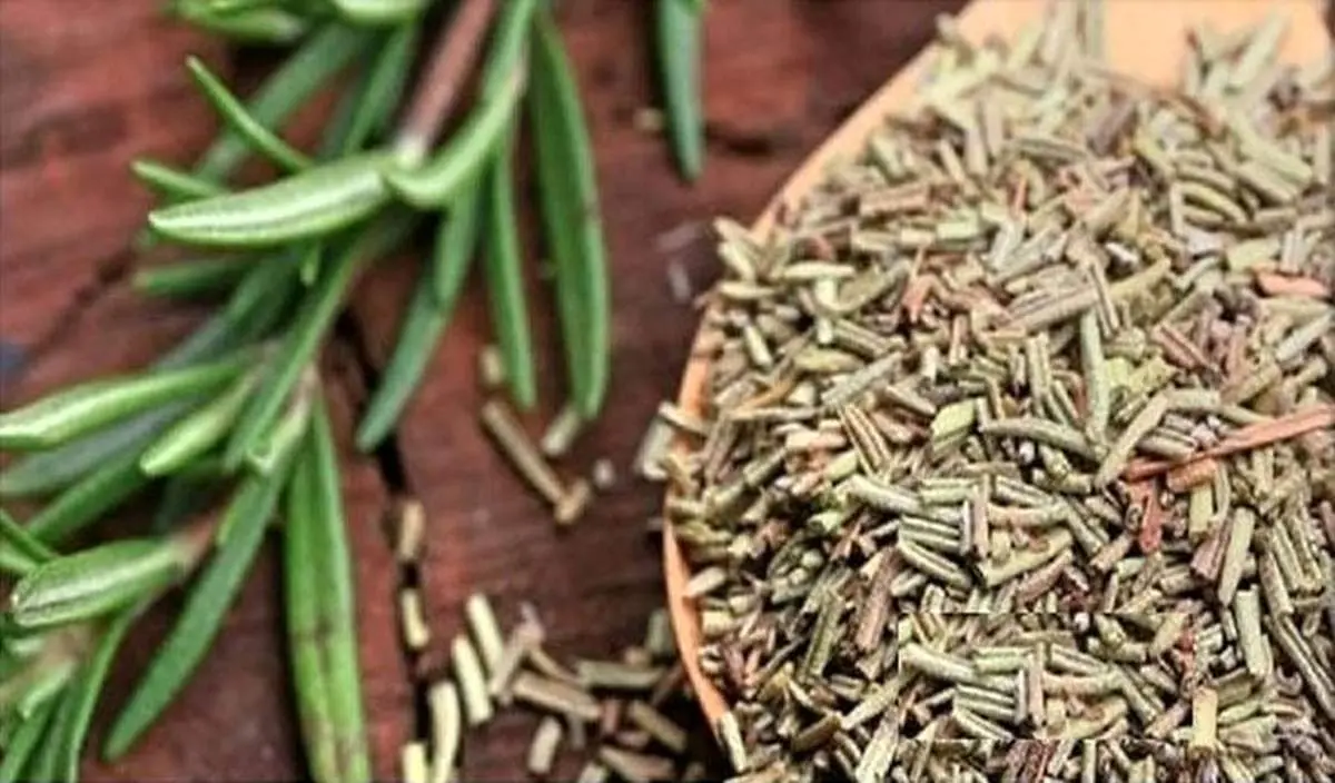 رزماری؛ گیاه معطر مدیترانهای که برای سرماخوردگی و لاغری موثر است
