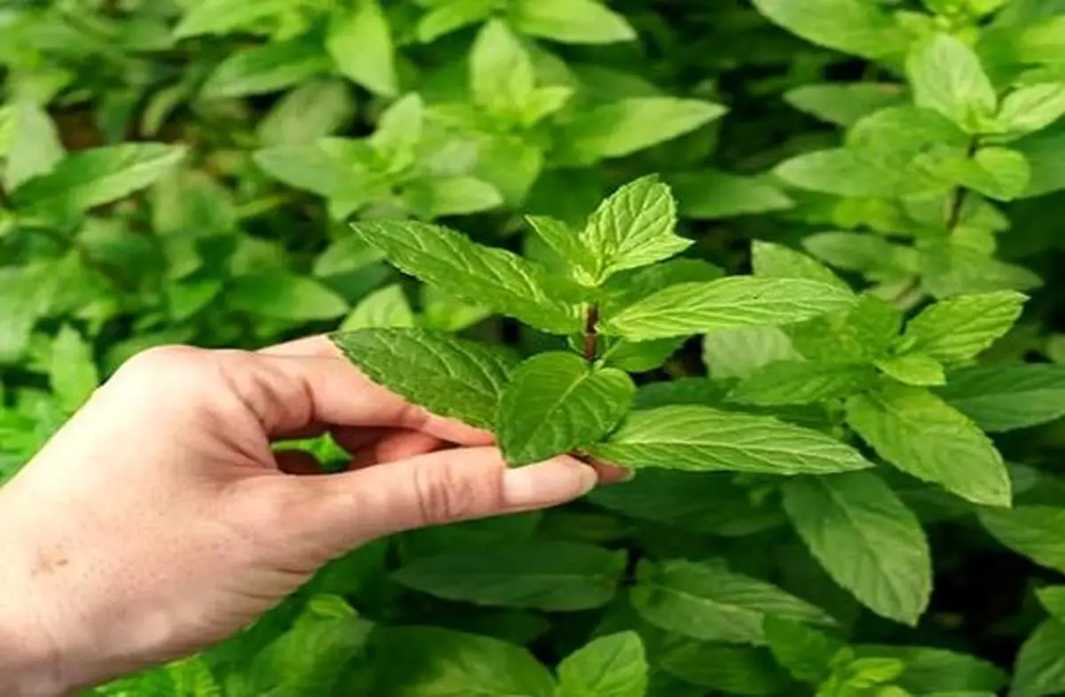 خواص شگفتانگیز گیاه نعنا/ معجزهای برای سلامتی بدن