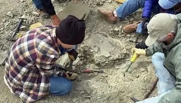  کشف  فسیل لاک‌پشت 48 میلیون‌ساله  توسط  پسر 11 ساله + عکس
