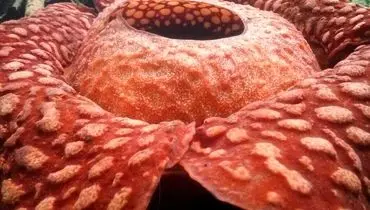  ویژگی‌های عجیب بزرگ‌ ترین گل جهان +عکس
