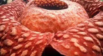  ویژگی‌های عجیب بزرگ‌ ترین گل جهان +عکس
