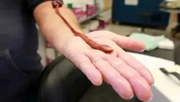 سن عجیب یک کرم آزمایشگاهی خبرساز شد

