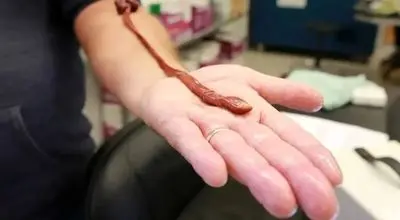 سن عجیب یک کرم آزمایشگاهی خبرساز شد

