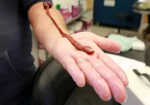 سن عجیب یک کرم آزمایشگاهی خبرساز شد

