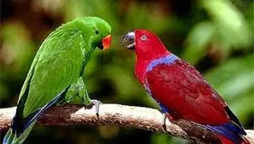 آشنایی با طوطی اکلکتوس
