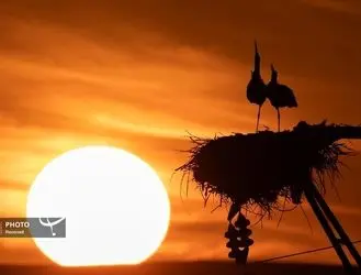 حیات وحش در قاب تصویر: نگاهی به زیبایی‌های بکر طبیعت