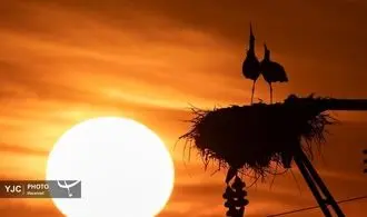 حیات وحش در قاب تصویر: نگاهی به زیبایی‌های بکر طبیعت