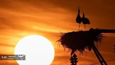 حیات وحش در قاب تصویر: نگاهی به زیبایی‌های بکر طبیعت