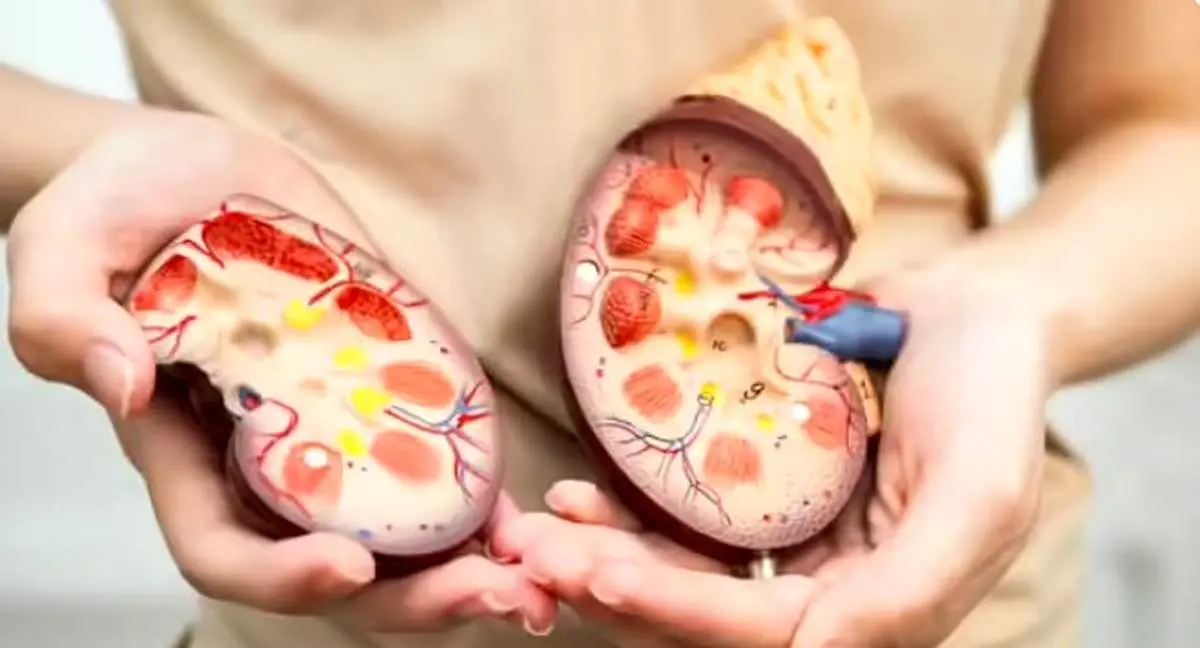 این غذاها کلیهها را زنده نگه میدارند