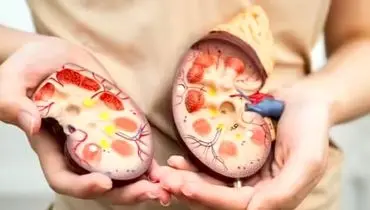 این غذاها کلیه‌ها را زنده نگه می‌دارند

