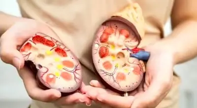 این غذاها کلیهها را زنده نگه میدارند