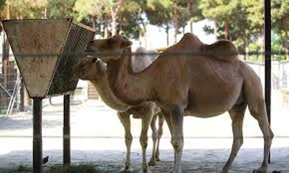تلف شدن سریالی حیوانات در باغوحش ارم طی یکماه