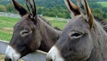 پشت پرده کمک الاغی آمریکا به پهلوی+ فیلم