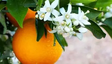 پوست پرتقال را دور نریزید؛ از تقویت ایمنی تا سلامت روده
